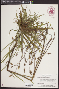 Lactuca graminifolia image