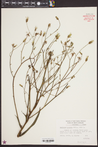 Lactuca hirsuta image