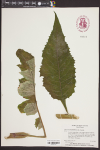 Lactuca floridana image