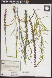 Liatris tenuifolia image