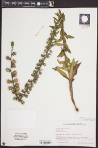 Liatris squarrulosa image