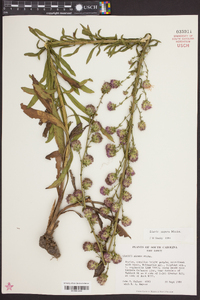 Liatris aspera image