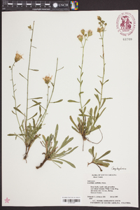 Liatris aspera image