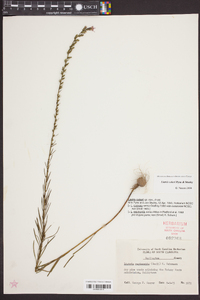 Liatris cokeri image