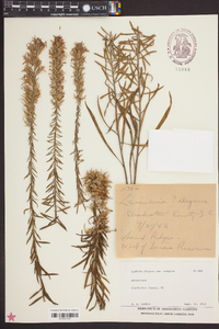 Liatris elegans image