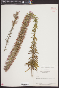 Liatris elegans image