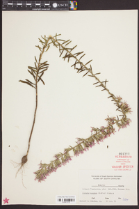 Liatris elegans image