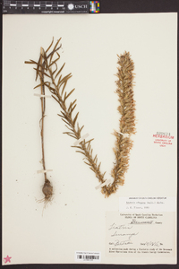 Liatris elegans image