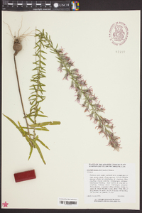 Liatris elegans image