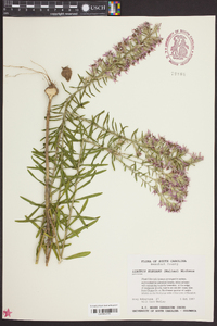 Liatris elegans image