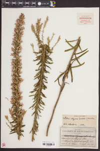 Liatris elegans image