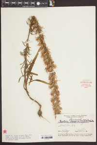 Liatris elegans image