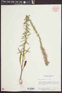 Liatris elegans image