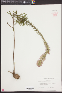 Liatris elegans image