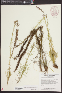 Liatris microcephala image