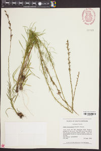 Liatris microcephala image