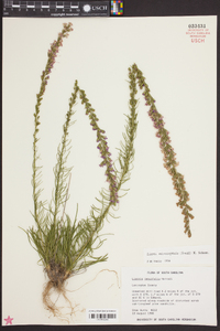 Liatris microcephala image