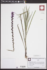 Liatris spicata image