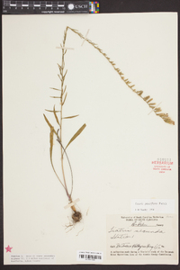 Liatris pauciflora image