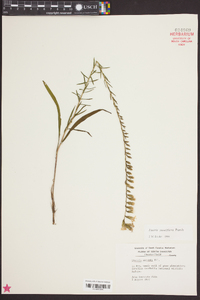 Liatris pauciflora image