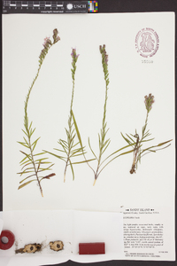 Liatris pauciflora image