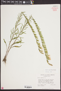 Liatris pauciflora image