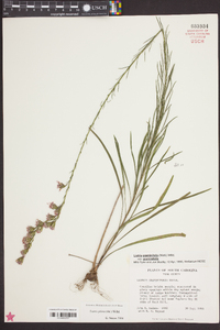 Liatris pilosa image