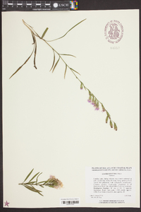 Liatris secunda image