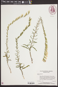 Liatris secunda image