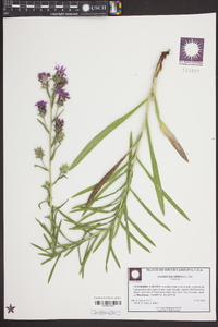 Liatris squarrosa image