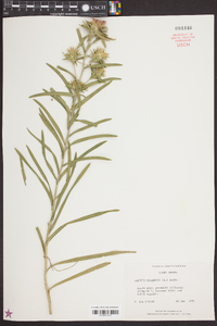 Liatris squarrosa image