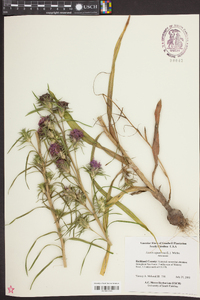 Liatris squarrosa image