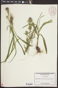 Liatris squarrosa image