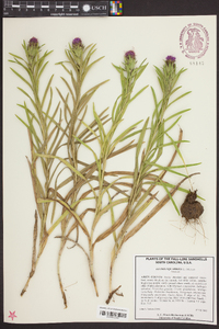 Liatris squarrosa image