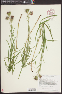 Liatris squarrosa image