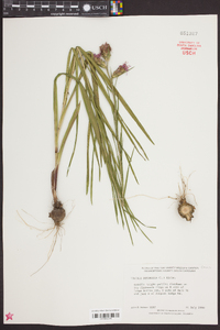 Liatris squarrosa image