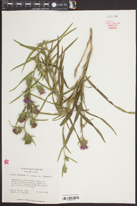 Liatris squarrosa image