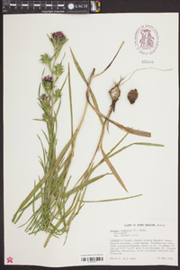 Liatris squarrosa image