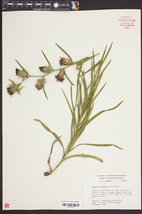 Liatris squarrosa image