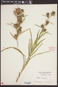 Liatris squarrosa image