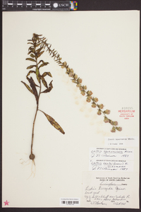 Liatris squarrulosa image