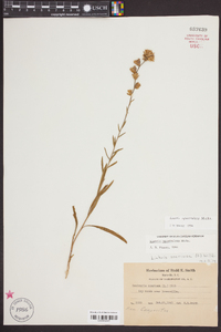 Liatris squarrulosa image