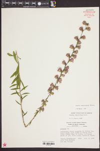 Liatris squarrulosa image