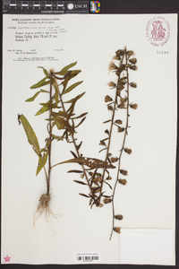 Liatris squarrulosa image