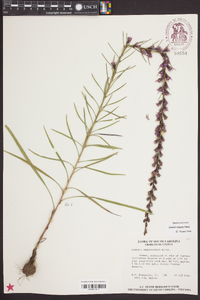 Liatris virgata image