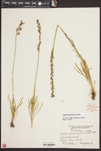 Liatris tenuifolia image