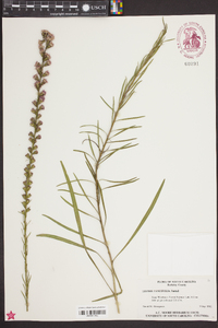 Liatris tenuifolia image