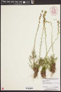 Liatris tenuifolia image