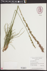 Liatris tenuifolia image