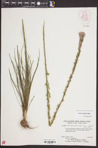 Liatris tenuifolia image